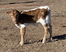 Bull Calf - Bubba’s Rio Magic x The Flying Ace