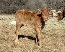 Heifer Calf - Hana Sauna x Unbreakable Iron (Twin)