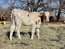 Bull Calf - Rose of Cimarron x The Flying Ace