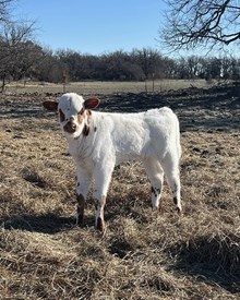 Heifer Calf - Black Cheye x Unbreakable Iron