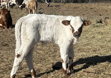 Bull Calf - Hanaazaria's Iron x Unbreakable Iron