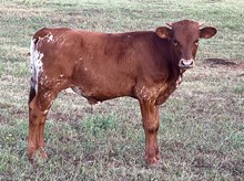 Bull Calf - PCC Fiddle Faddle